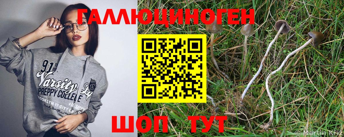 Галлюциногенные грибы Psilocybine cubensis  Славянск-на-Кубани 